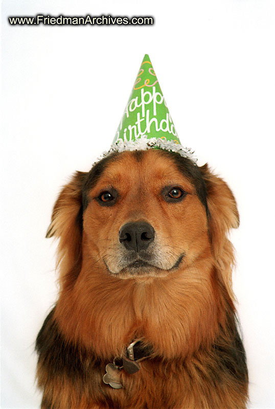 Dog with Party Hat